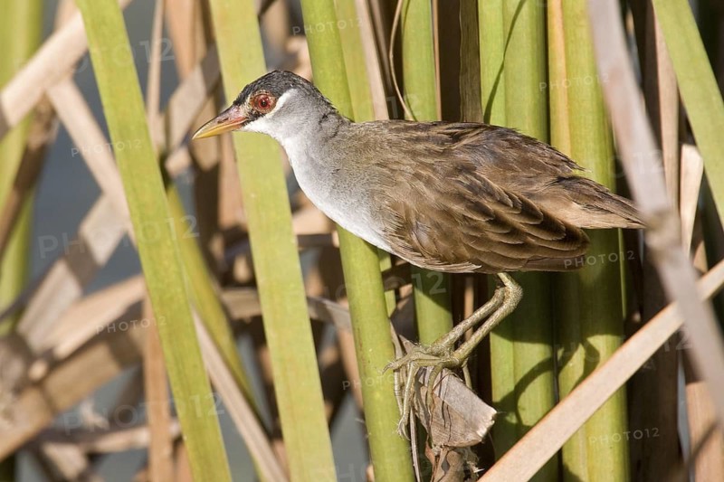 White-browed Crake (Porzana cinerea), Kimberley, Western Australia, Australia