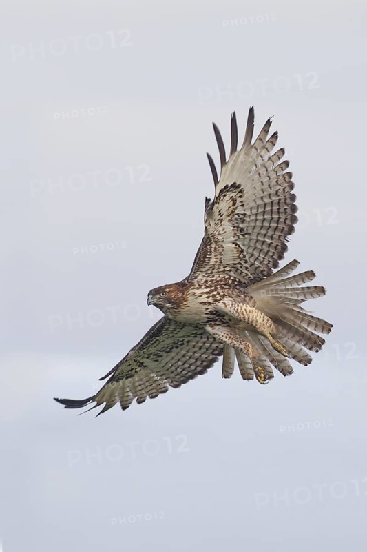 Red-tailed Hawk (Buteo jamaicensis) flying, California, USA