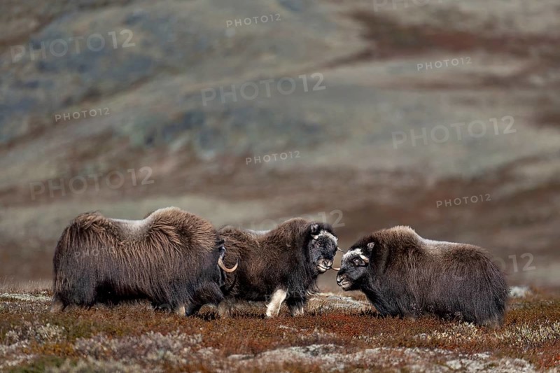 Again and again, the musk ox calves (Ovibos moschatus) challenge young conspecifics to fight, play, test of strength, fight, quarrel, autumn, Ruska, autumn colours, Tundra landscape, Norway