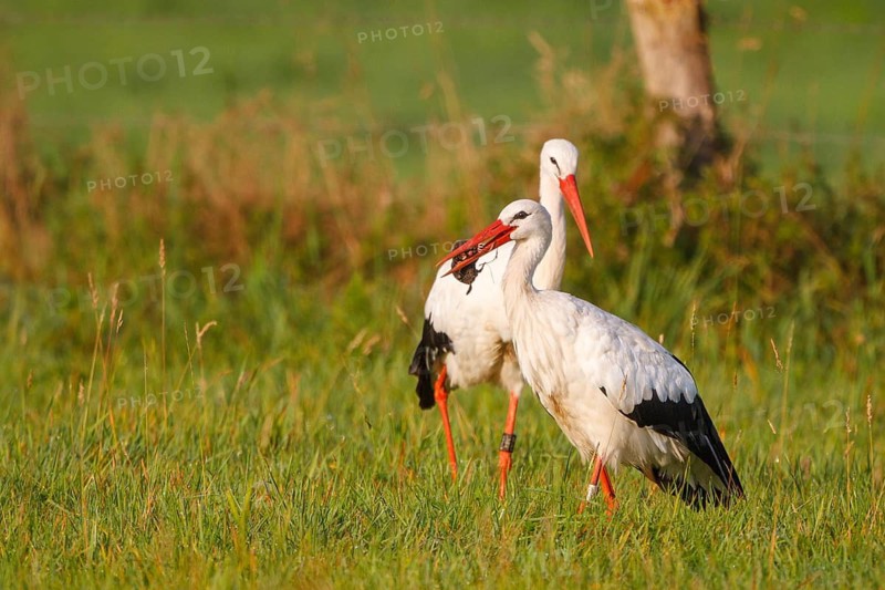 White Stork (Ciconia ciconia) foraging, North Rhine-Westphalia, Germany