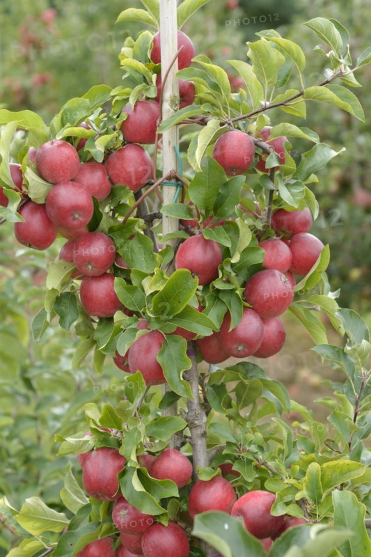 Apple (Malus domestica 'Releika'), Bundessortenamt Prüfstelle Wurzen, Wurzen, Saxony, Germany