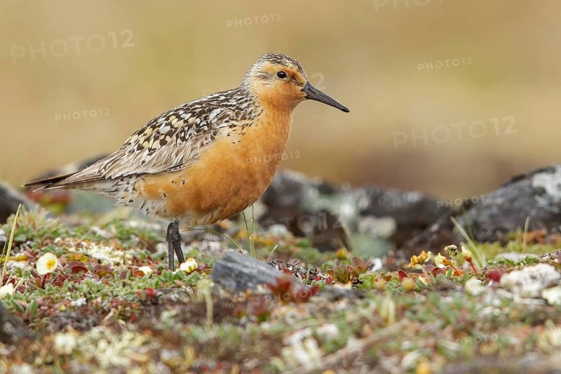 Red Knot (Calidris canutus) perched on the tundra in Nome, Alaska