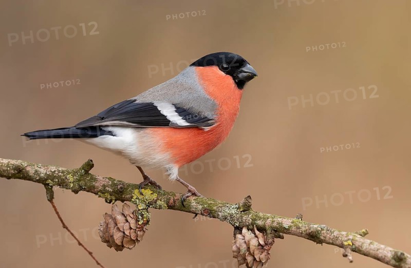 Eurasian Bullfinch (Pyrrhula pyrrhula) male perched on a branch, Lower Saxony, Germany