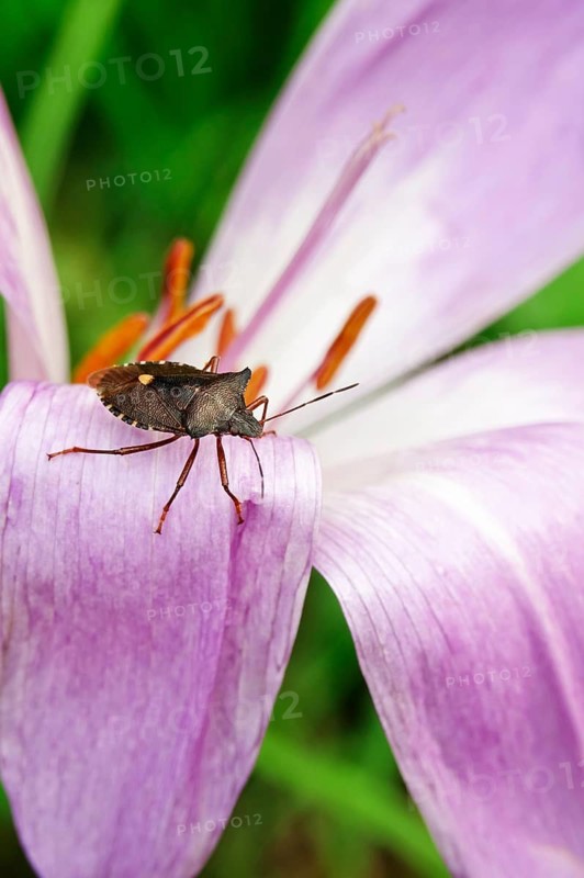 Autumn crocus (Colchium speciosum), September, Saxony, Germany