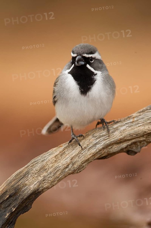 Black-throated Sparrow (Amphispiza bilineata), Texas, USA