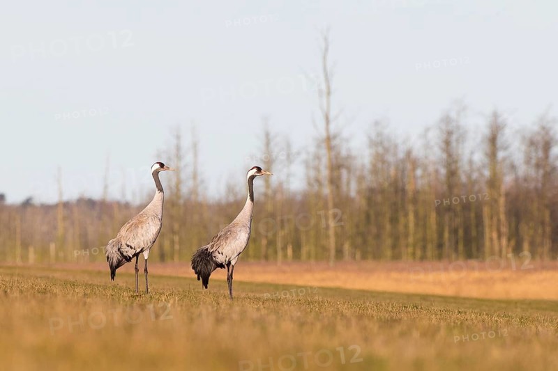 Common Crane (Grus grus), Mecklenburg-Western Pomerania, Germany