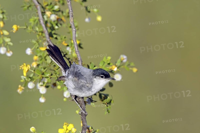 Black-tailed Gnatcatcher Polioptila nigriceps Tucson, Pima County, ARIZONA, United States 6 May Adult Male SYLVIIDAE