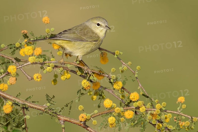 Orange-crowned Warbler (Leiothlypis celata), Texas, USA