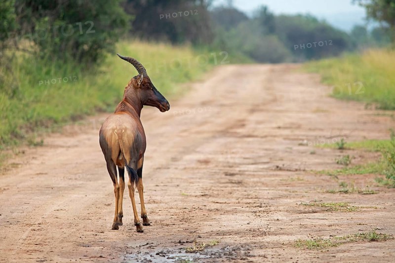 Serengeti Topi (Damaliscus korrigum jimela) on a sandy track, antelope, Akagera National Park or Kagera National Park, Eastern Province, Rwanda