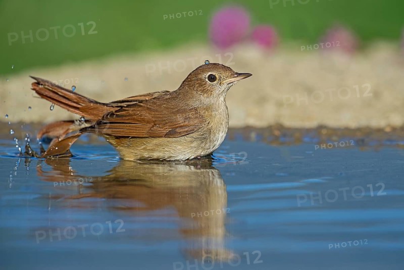 Common Nightingale (Luscinia megarhynchos) standing in water, Aosta Valley, Italy