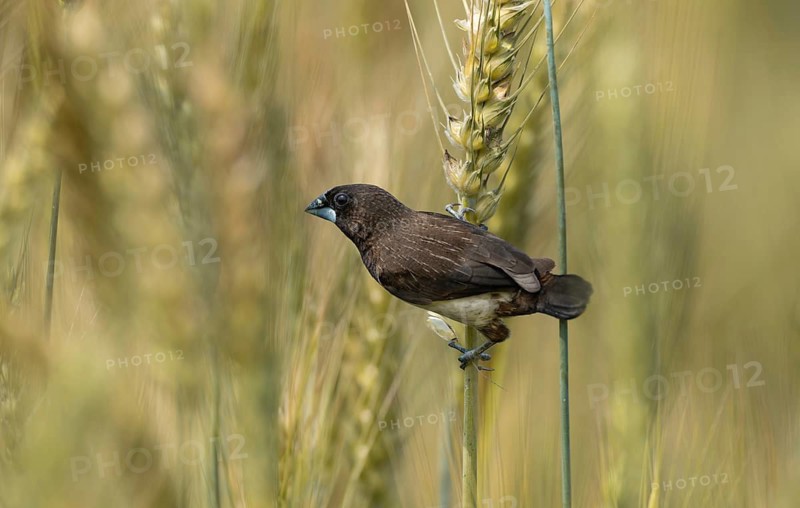 White-rumped Munia (Lonchura striata) feeding on a wheat grain in a natural field, Sreepur, Gazipur, Bangladesh