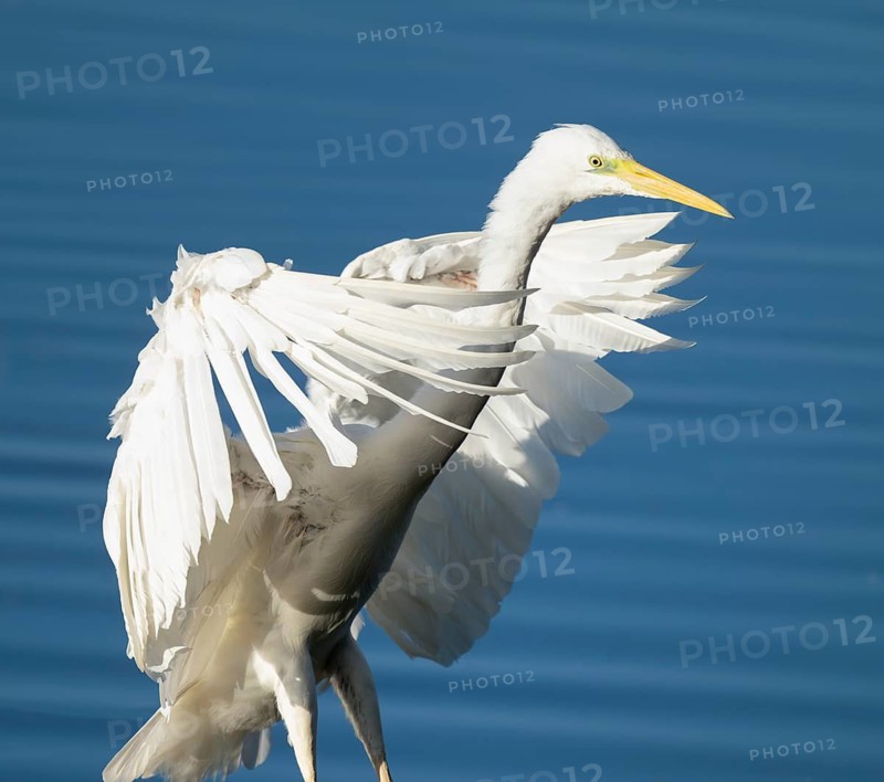Great White Egret (Ardea alba) standing with open wings in the shallow water zone of a lake, blue water, Lower Saxony, Germany
