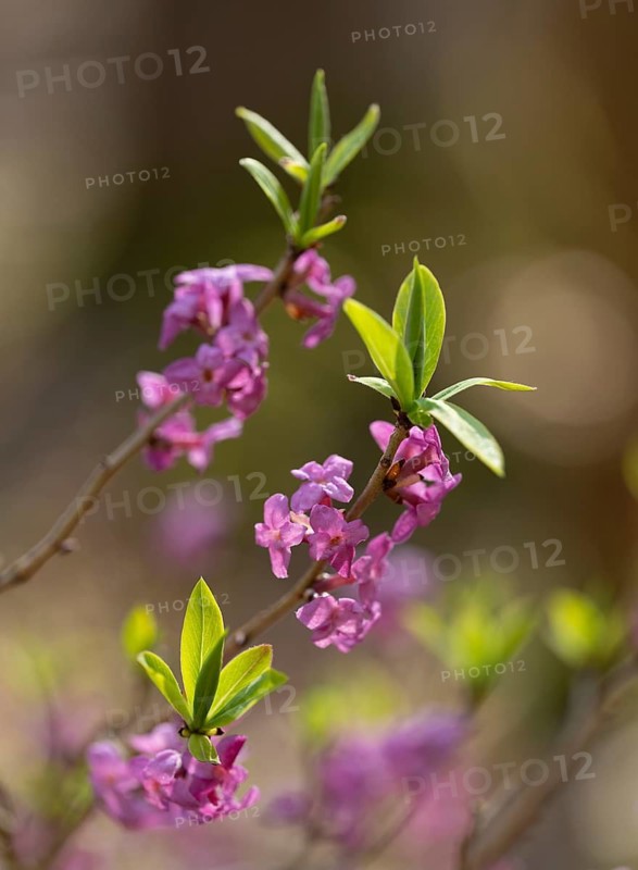 Daphne mezereum, flowering, flowers, leaves and shoots, shallow depth of field, Thuringia, Germany