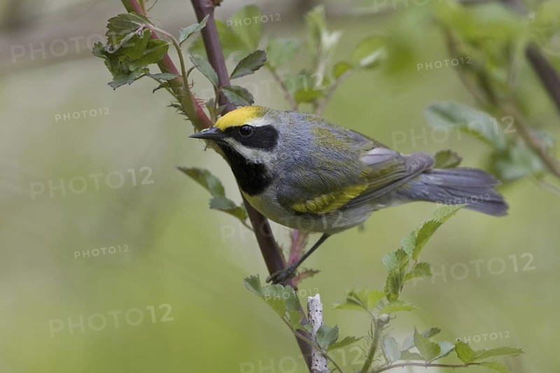 Golden-winged Warbler (Vermivora chrysoptera), Ontario, Canada
