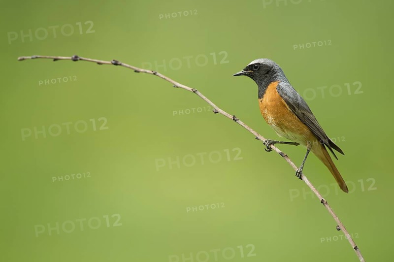 Common Redstart (Phoenicurus phoenicurus) male perched on a twig, Rimini, Italy