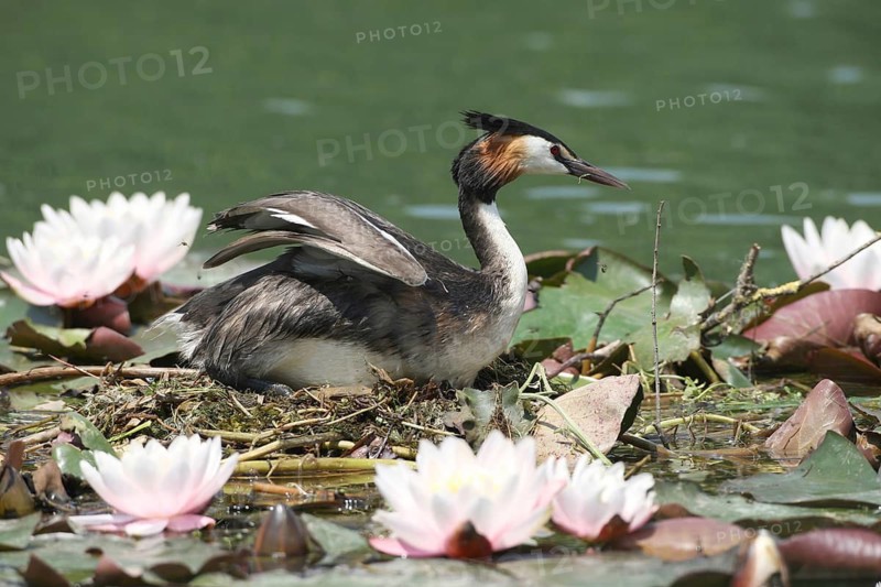 Great Crested Grebe (Podiceps Scalloped ribbonfish) on the swimming nest between blooming water lilies, Allgäu, Bavaria, Germany, Allgäu, Bavaria, Germany
