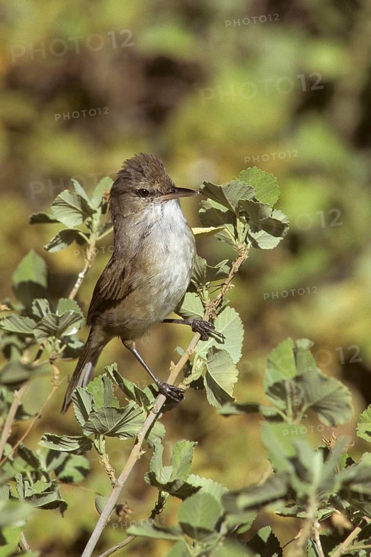 Millerbird, Nihoa Millerbird, Acrocephalus familiarus, endangered