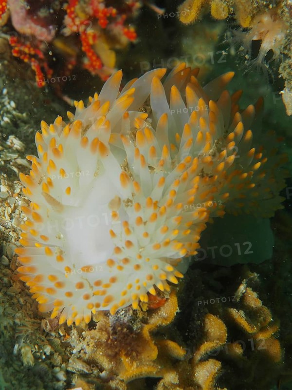 White nudibranch with orange dots, gas flame nudibranch (Bonisa nakaza), in the rocky underwater area, False Bay dive site, Cape of Good Hope, Cape Town, South Africa