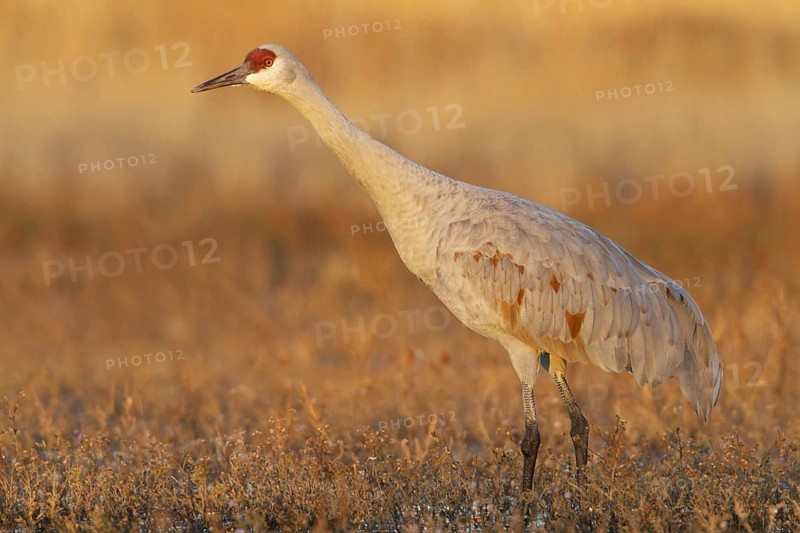 Sandhill Crane (Antigone canadensis), New Mexico, USA