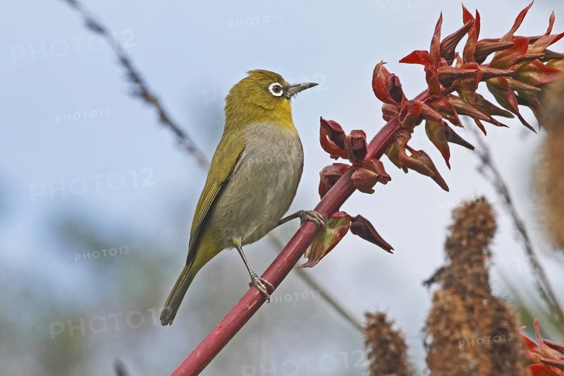 Cape White-eye (Zosterops virens), Western Cape, South Africa
