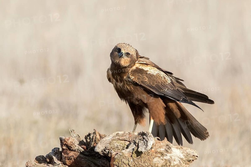 Western Marsh Harrier (Circus aeruginosus) male perched on a stump, Castile-La Mancha, Spain