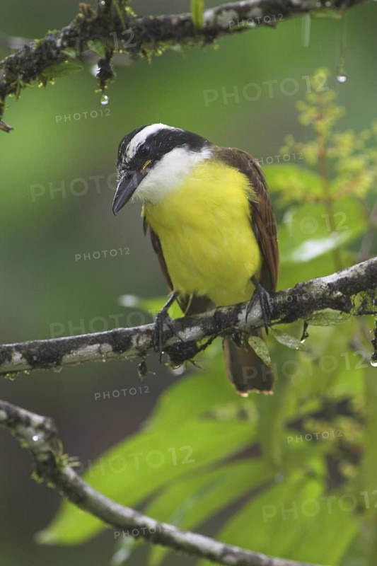 Great Kiskadee (Pitangus sulphuratus), Costa Rica