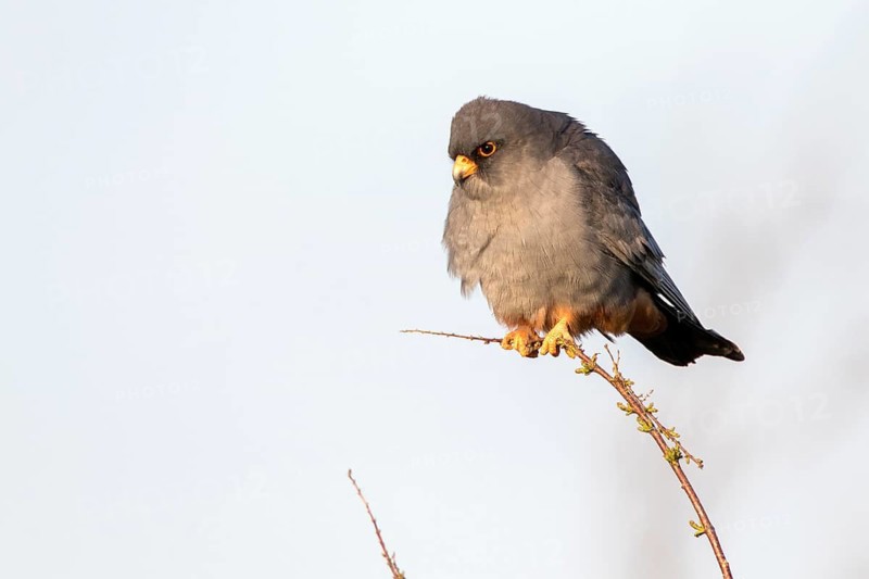 Red-footed Falcon (Falco vespertinus) adult male perched on a twig, Romania