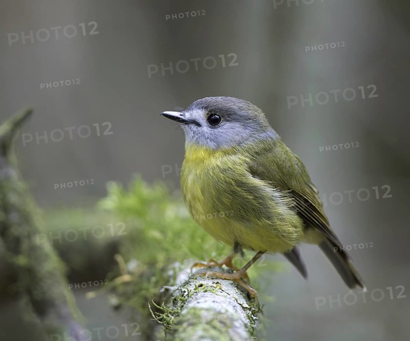 Pale-yellow Robin (Tregellasia capito), Queensland, Australia