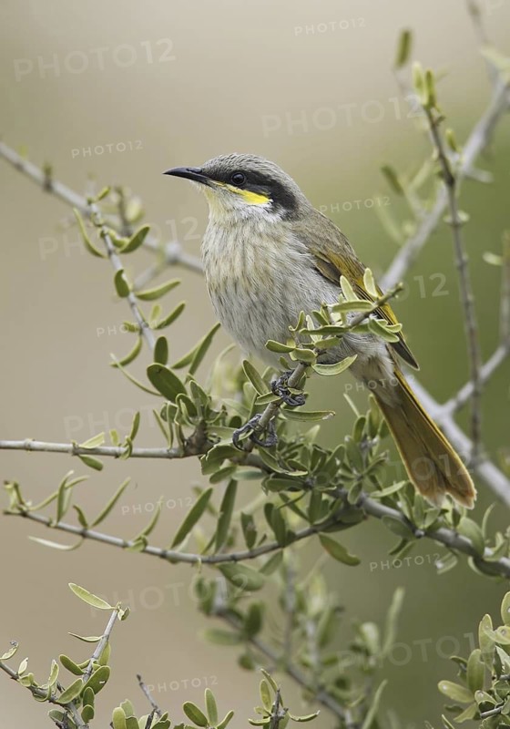 Singing Honeyeater (Gavicalis virescens), Queensland, Australia