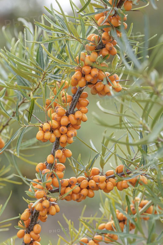 Sea buckthorn (Hippophae rhamnoides 'Hergo'), Anchers Havecenter, Wurzen, Saxony, Germany