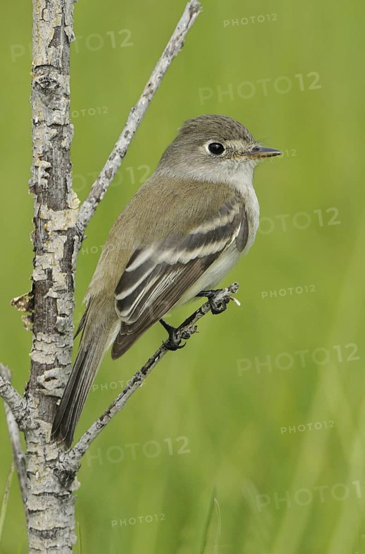 Least Flycatcher (Empidonax minimus), Alberta, Canada