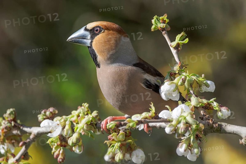 A male hawfinch (Coccothraustes coccothraustes) sitting on a flowering cherry branch, Baden-Württemberg, Germany