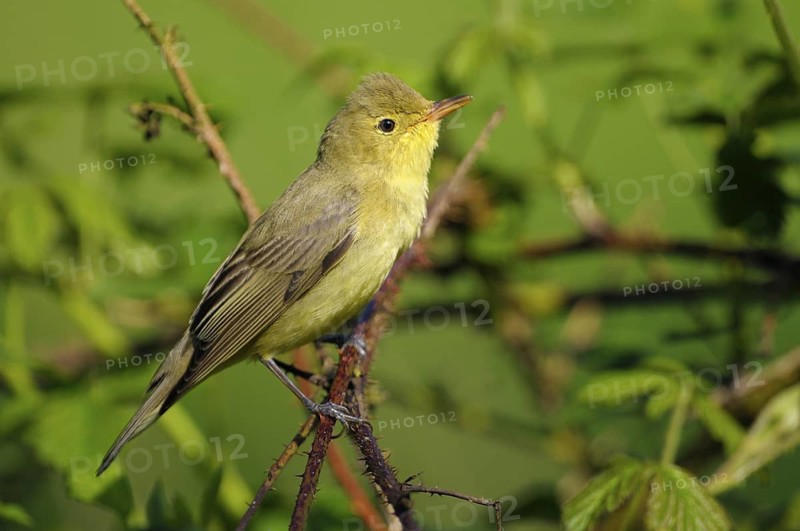 Gelbspoetter (Hippolais icterina), Icterine Warbler, Maennchen zur Balzzeit, Mai, NSG Dingdener Heide, Nordrhein-Westfalen, Deutschland
