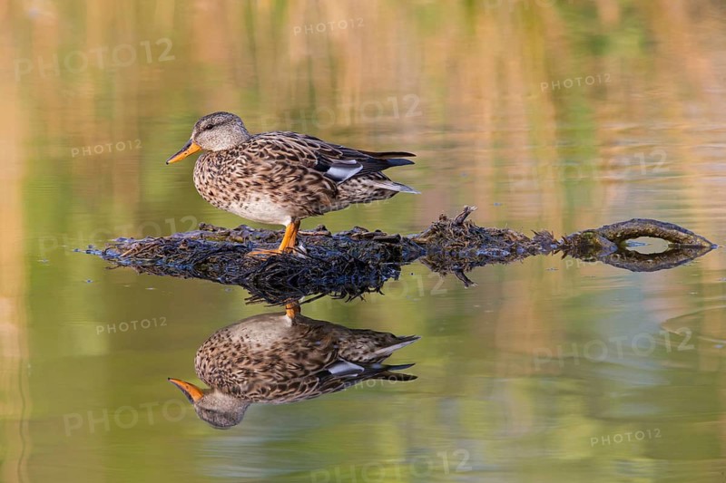 Gadwall, Animals, Birds, Duck, (Anas strepera), Mareca strepera, Wagbachniederung, Baden-Württemberg, Germany