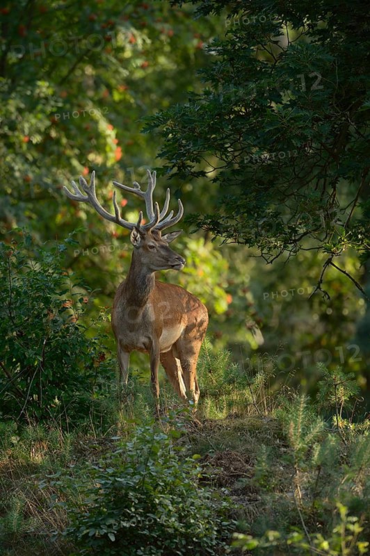 Red Deer (Cervus elaphus) stag standing in dense deciduous forest, Netherlands