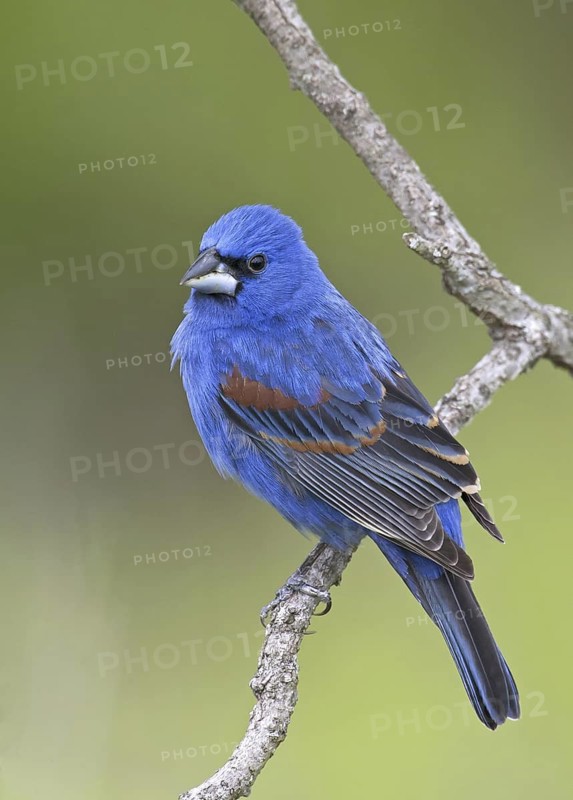 Blue Grosbeak (Passerina caerulea) male, Ohio, USA
