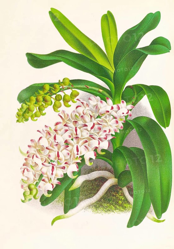 Orchid, Aerides Odoratum, authentic reproduction of an illustration by Jean Jules Linden (1817 - 1898), Luxembourgish-Belgian botanist, one of the fathers of orchid research, Historical