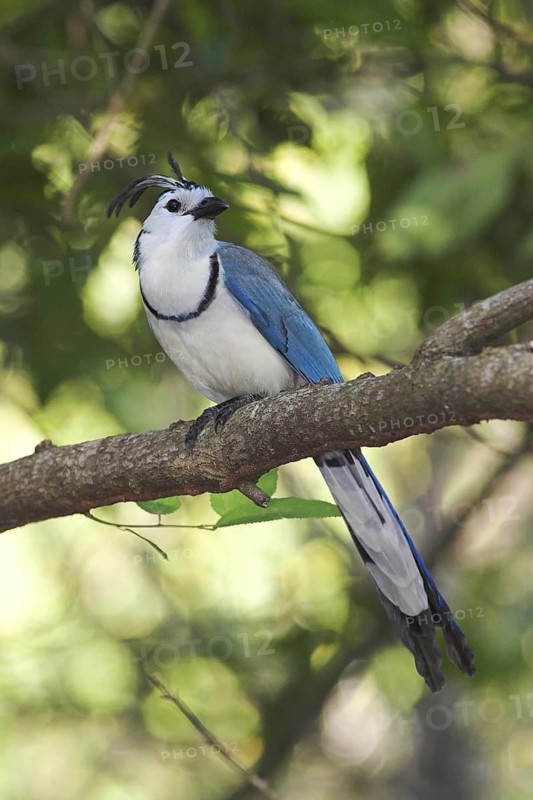 White-throated Magpie-jay (Calocitta formosa), Costa Rica