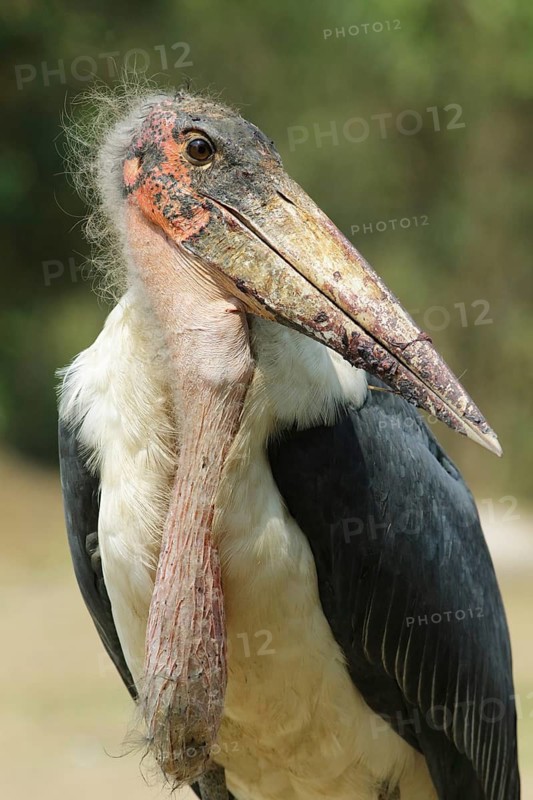 Marabou Stork (Leptoptilos crumenifer), Uganda