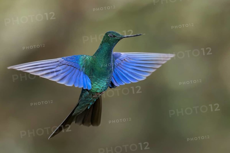 Great Saphirewing (Pterophanes cyanopterus) flying while feeding at a flower in the Andes Mountains in Ecuador