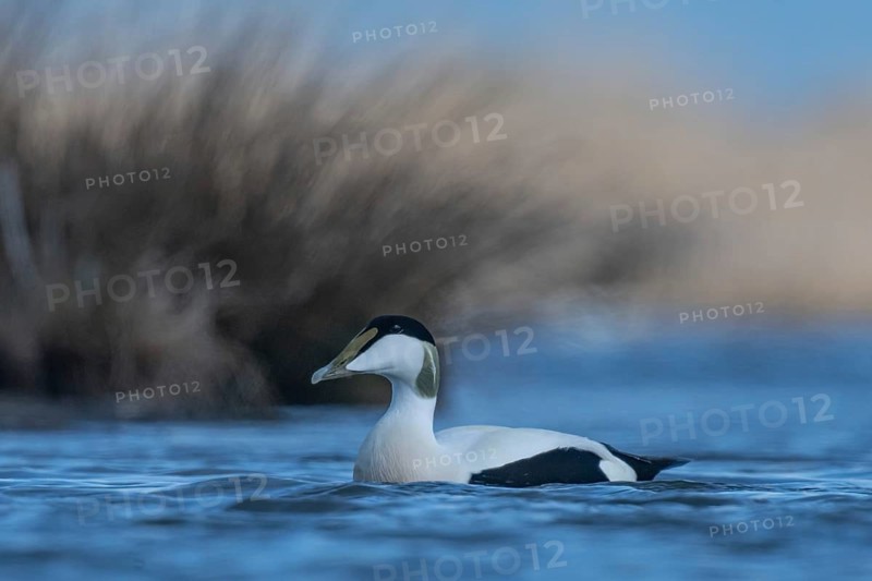 Common Eider (Somateria mollissima) male, Schleswig-Holstein, Germany