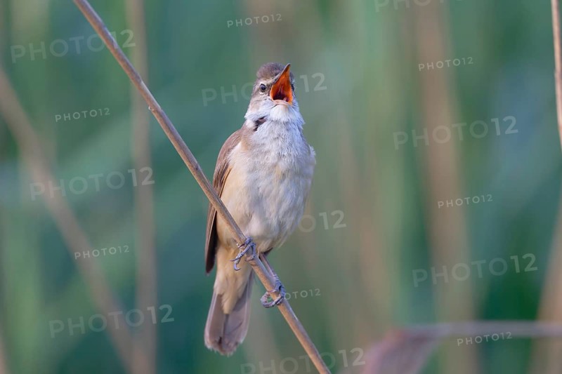 Great Reed Warbler (Acrocephalus arundinaceus) male singing, Saxony, Germany