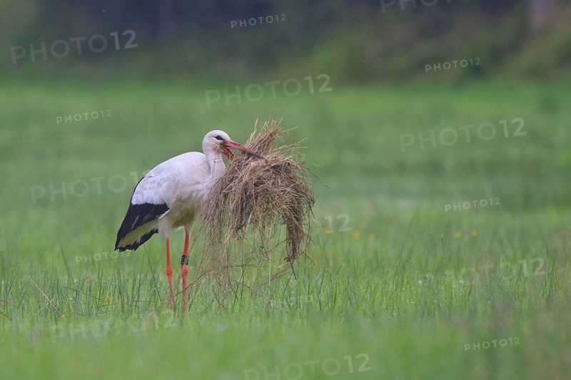 White Stork (Ciconia ciconia) male, North Rhine-Westphalia, Germany