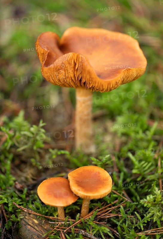 Freckle-gilled gymnopilus (Gymnopilus penetrans) fruiting body, lamellar fungus, low depth of focus, Lower Saxony, Germany