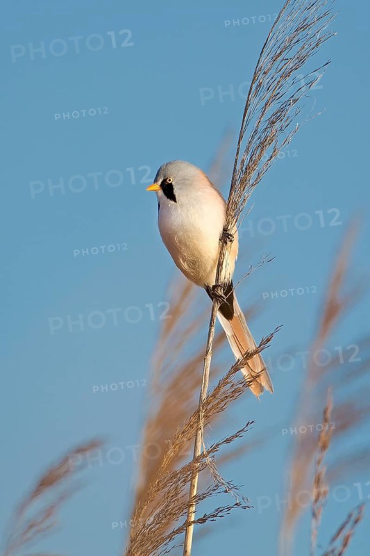 Bearded Reedling (Panurus biarmicus) male, Saxony-Anhalt, Germany