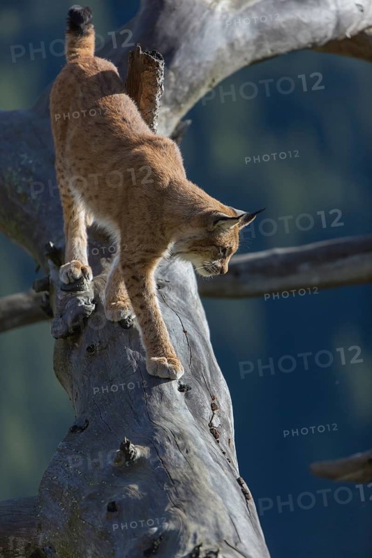 One Eurasian lynx, (Lynx lynx), walking over fallen dead tree with a distant forest in the background