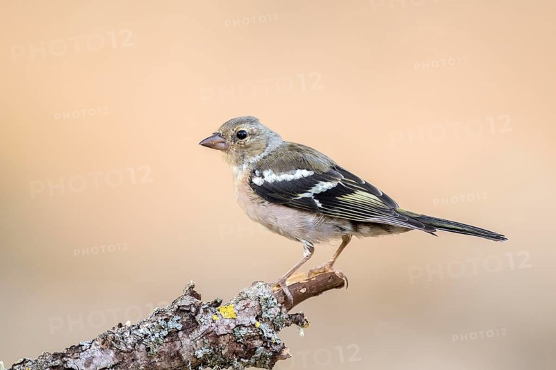 Common Chaffinch (Fringilla coelebs) juvenile, Castile and Leon, Spain