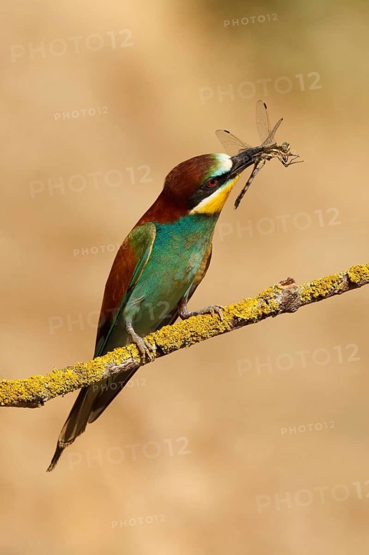 European Bee-eater (Merops apiaster), France
