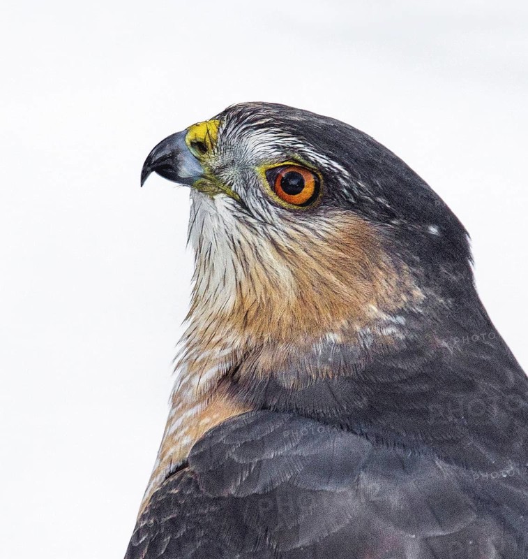 Sharp-shinned Hawk (Accipiter striatus), Saskatchewan, Canada