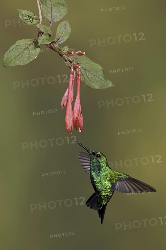 Western Emerald (Chlorostilbon melanorhynchus), Ecuador